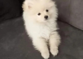 Pomeranian